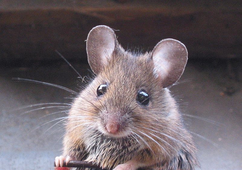 انقراض کل موش ها