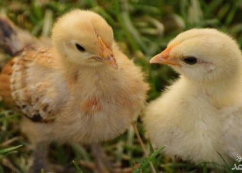 پایگاه محرمانه آمریکا و آزمایش روی مرغ ها 