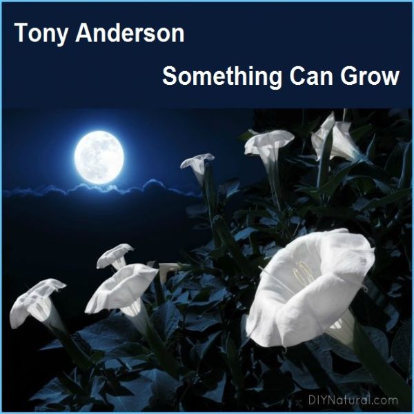 دانلود آهنگ بی کلام (تونی اندرسون) Tony Anderson با نام Something Can Grow